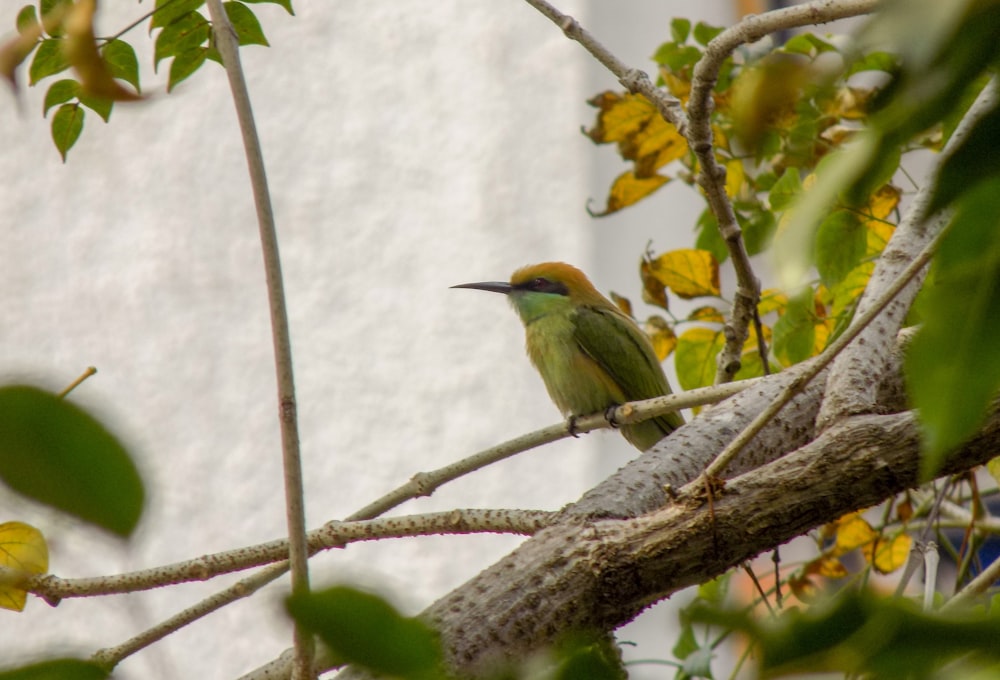 a small bird perched on a tree branch