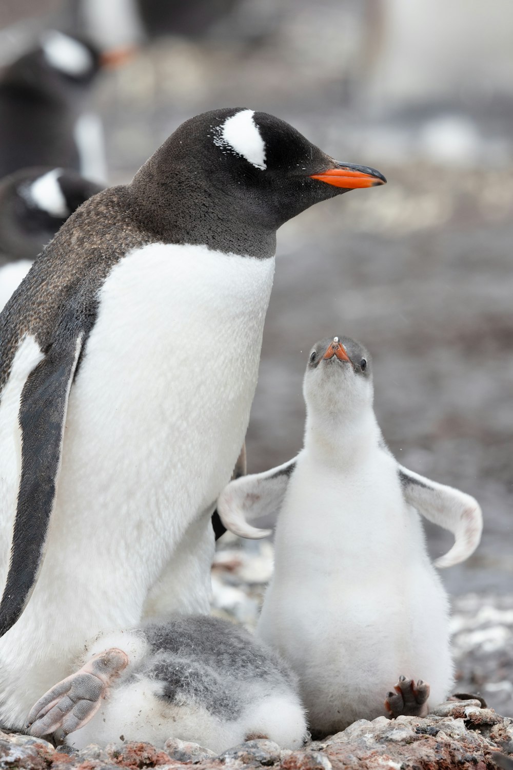 Um pinguim e seus filhotes em uma praia rochosa
