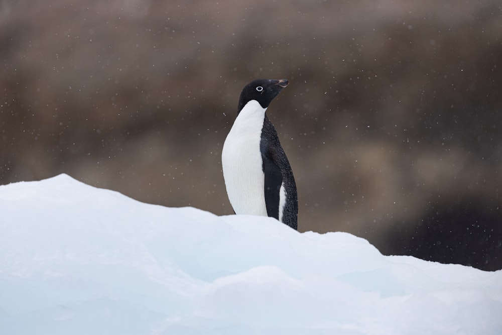 a penguin standing on top of a pile of snow