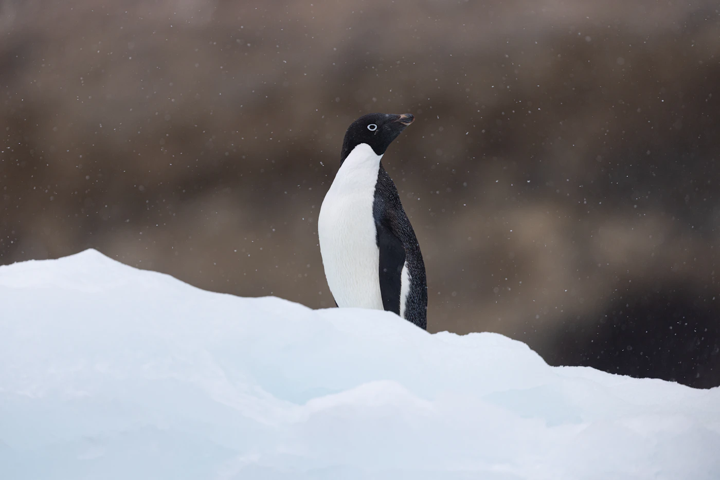 Adélie penguin on Antarctic ice