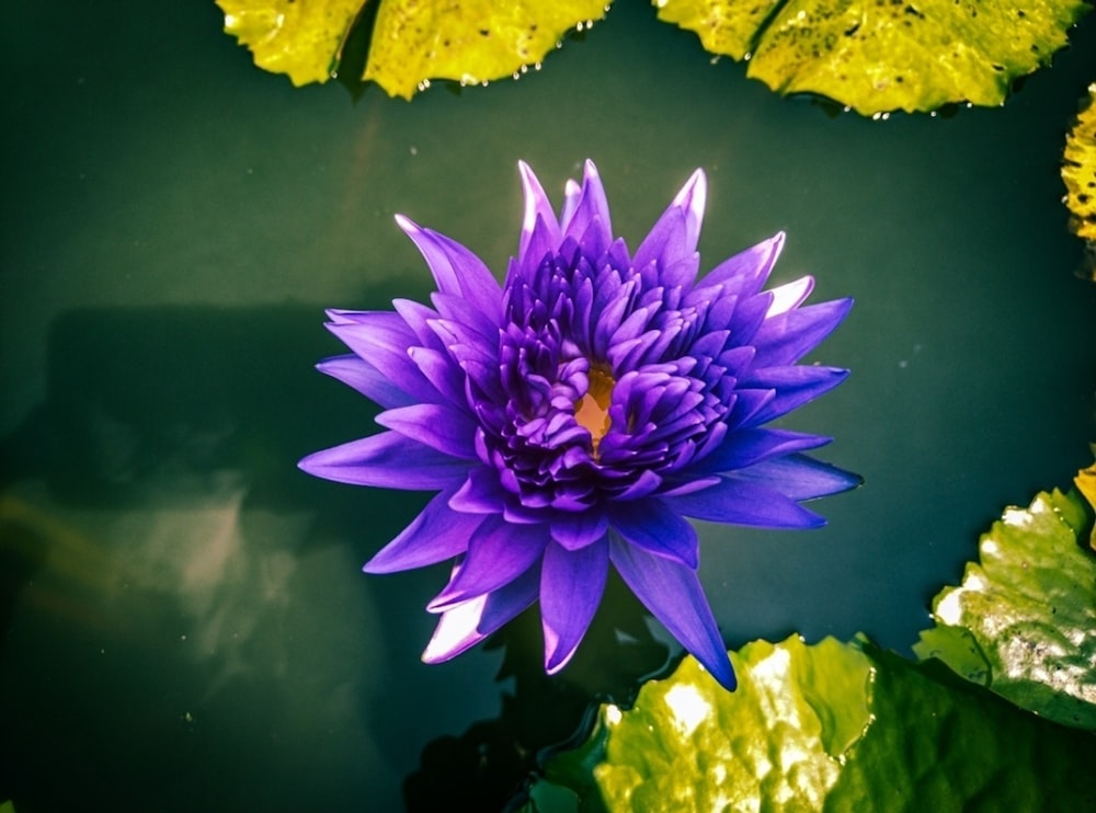 a purple flower is floating in a pond