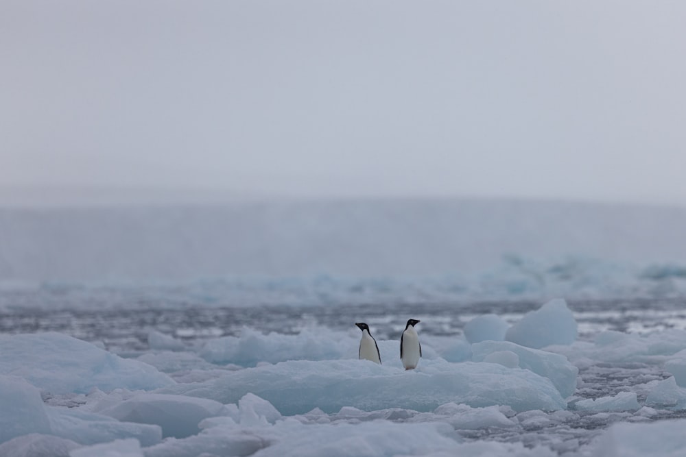 una coppia di pinguini in piedi sopra il ghiaccio