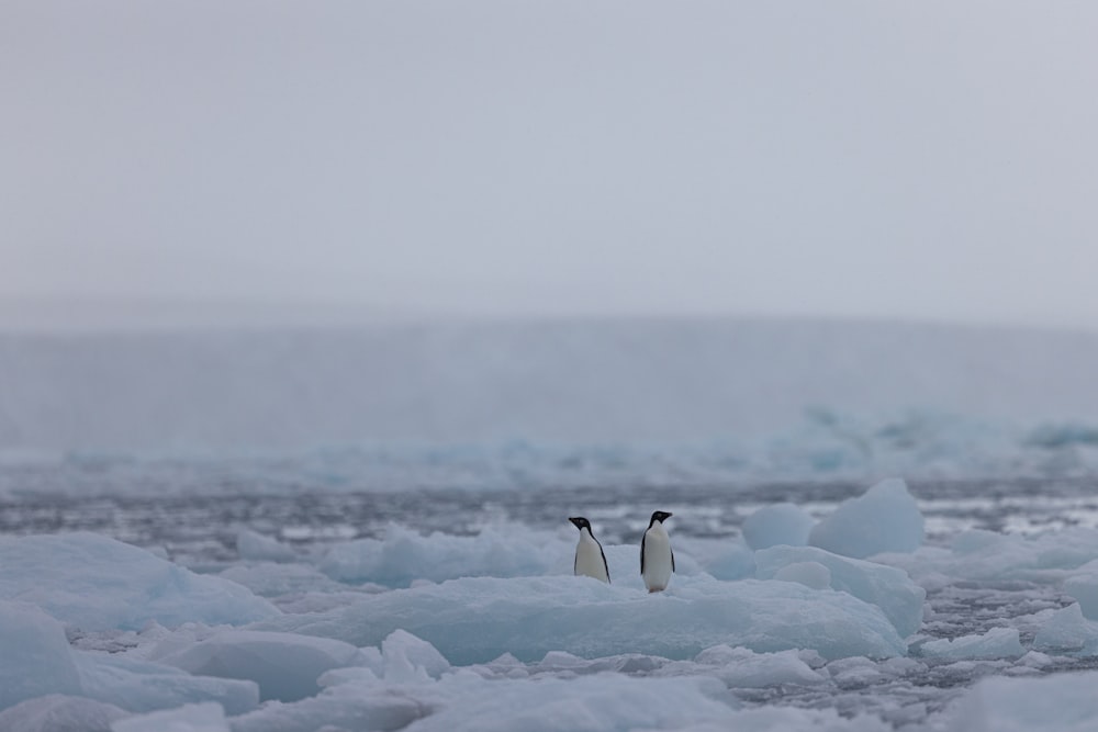 a couple of penguins standing on top of ice
