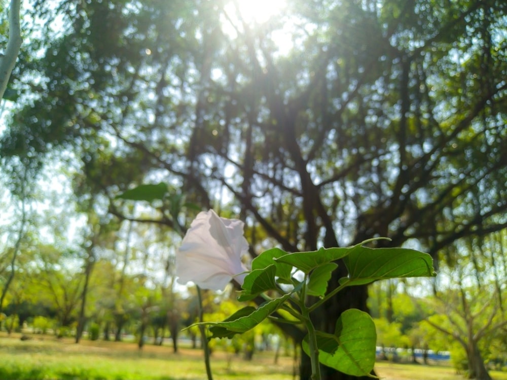 a white flower in a vase in a park