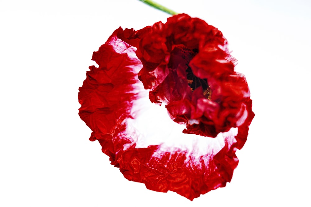 a close up of a red flower on a white background