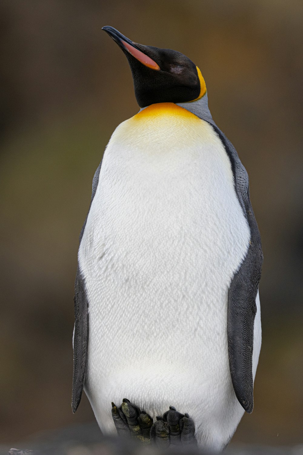 a close up of a penguin on a rock