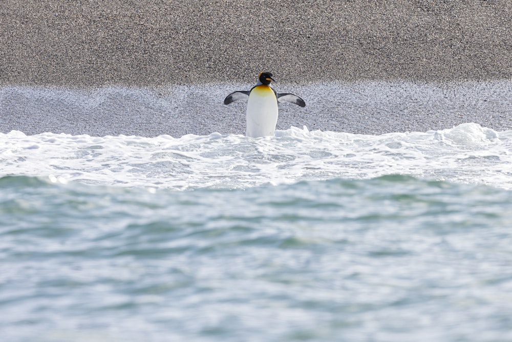 un pingouin debout dans l’eau près d’une plage