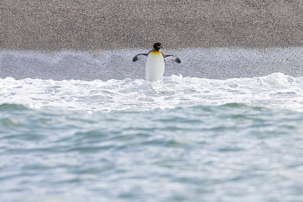 a penguin standing in the water near a beach