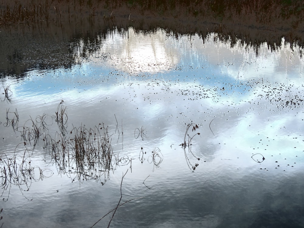 a body of water surrounded by grass and reeds