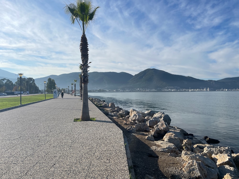 a palm tree on a sidewalk next to a body of water