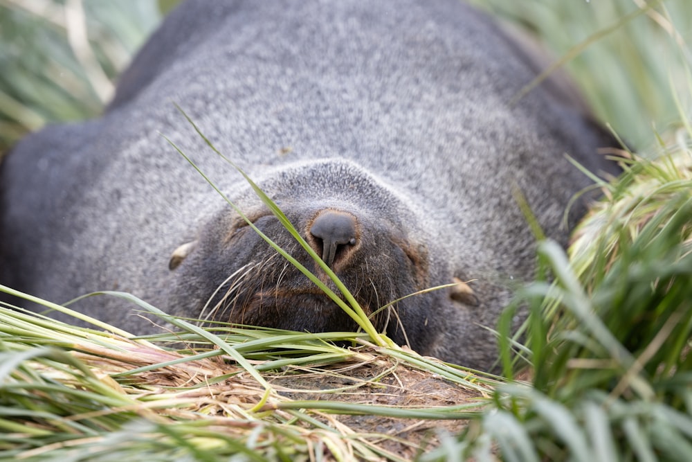 a gray seal laying on top of a lush green field