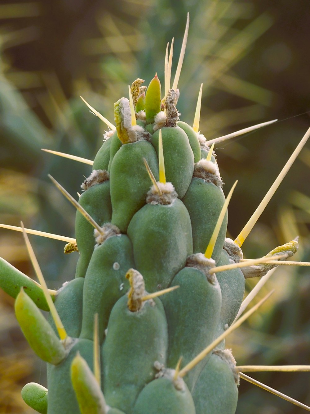 a close up of a green cactus plant