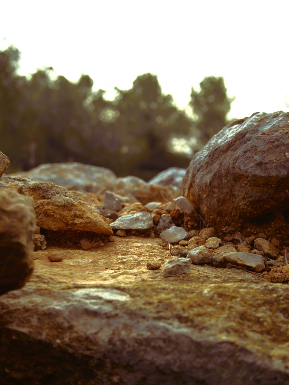 rocks and gravel in a rocky area with trees in the background