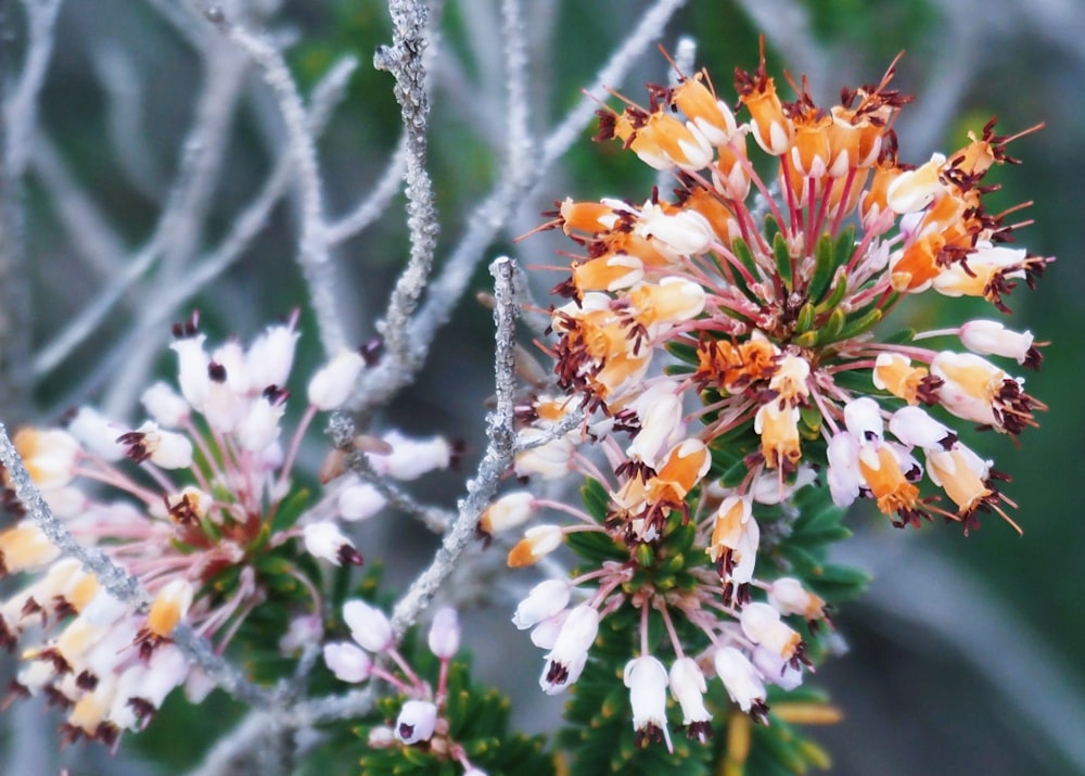 a close up of a flower on a plant