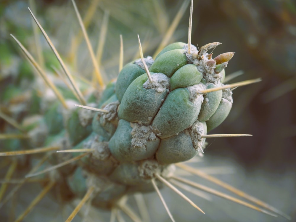 a close up of a green cactus with needles