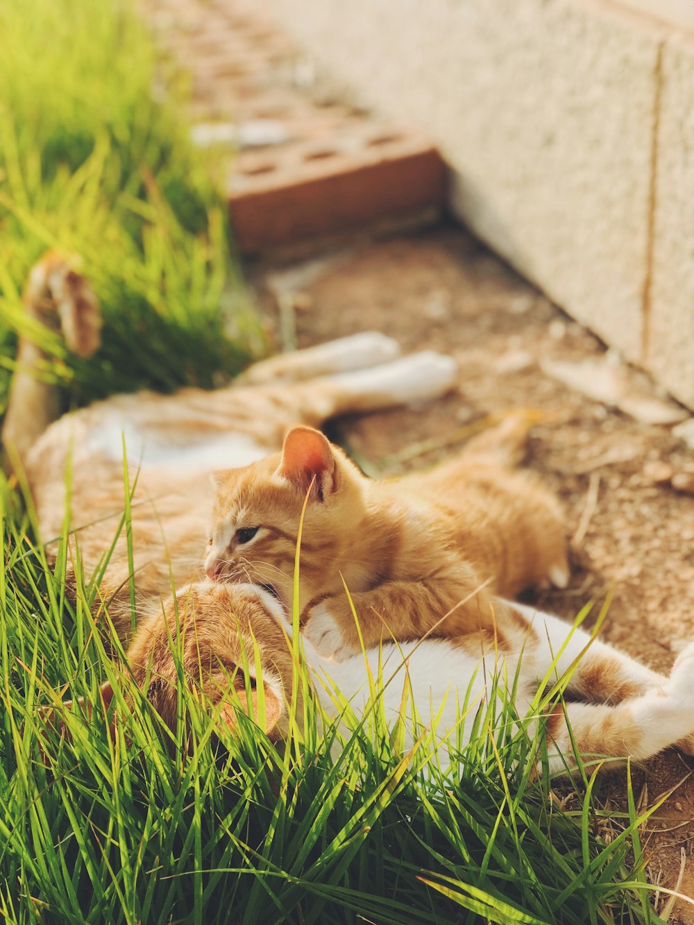 an orange and white cat laying in the grass