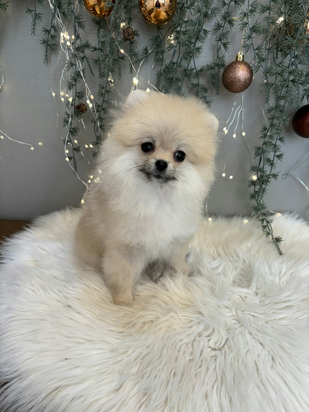 a small white dog sitting on top of a white rug