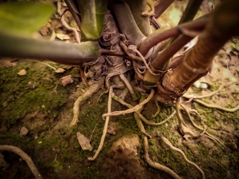 a close up of a tree with roots
