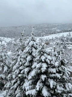 Snow-covered pine forest in the Albanian mountains in winter
