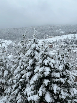 Snow-covered pine forest in the Albanian mountains in winter