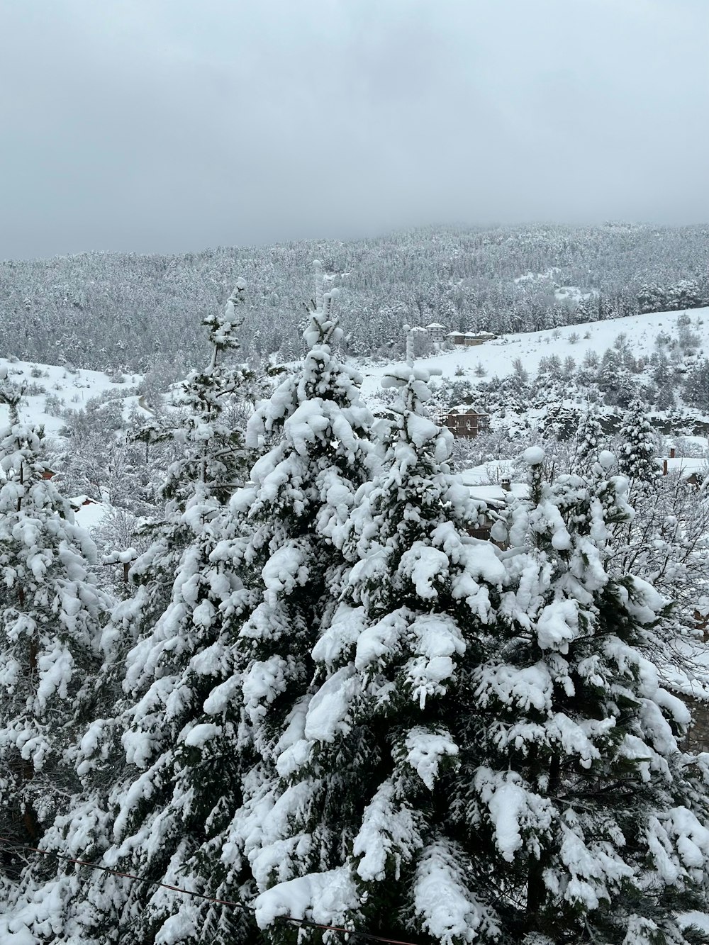 a snow covered pine tree on a snowy day