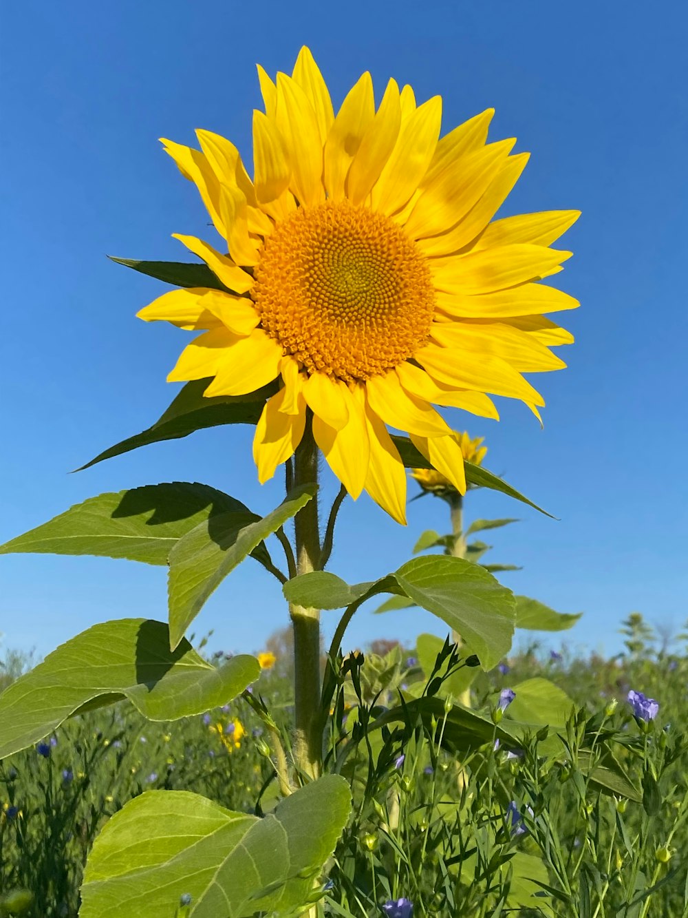 a large sunflower in a field with blue sky in the background