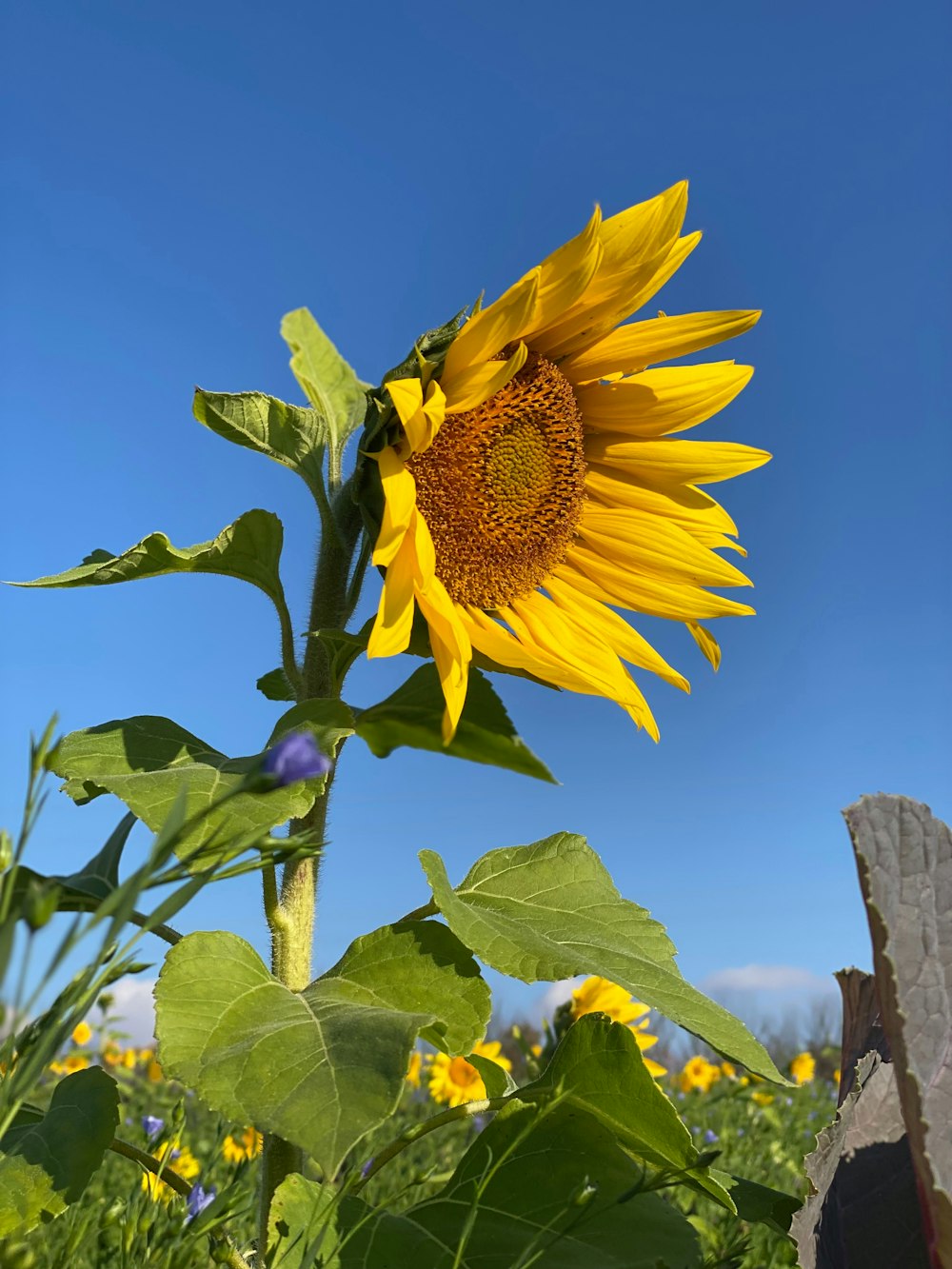 un grand tournesol dans un champ de tournesols