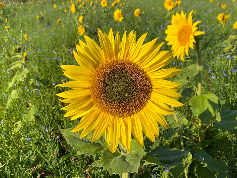a large sunflower in a field of green grass