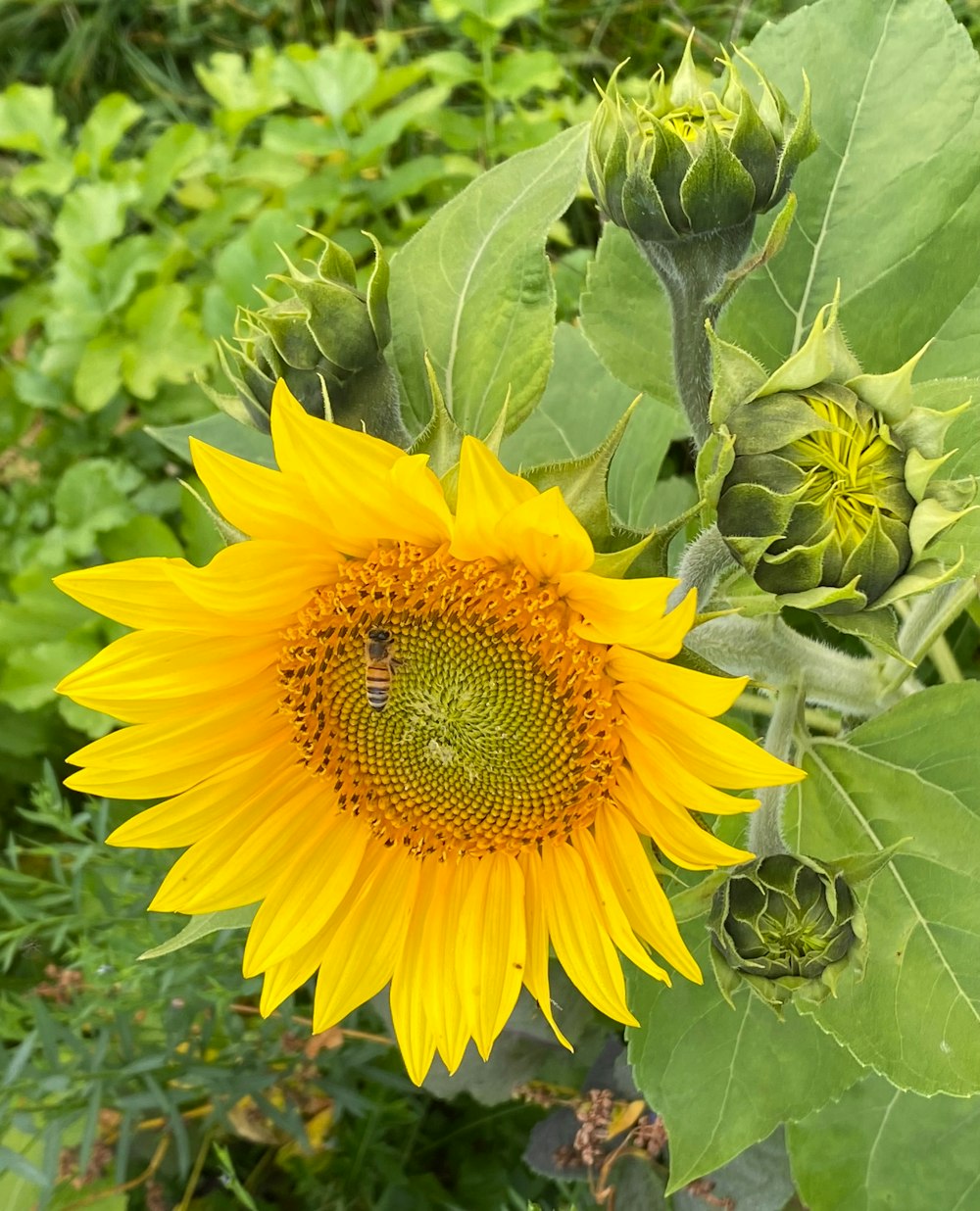 un grand tournesol jaune avec une abeille dessus