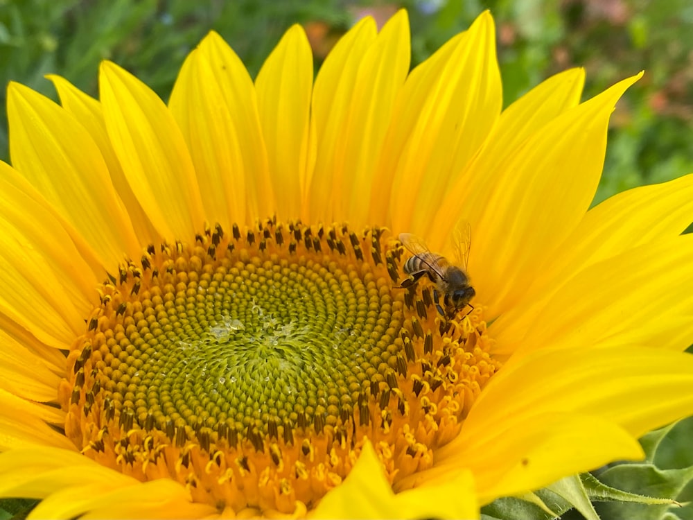 un grand tournesol avec une abeille dessus