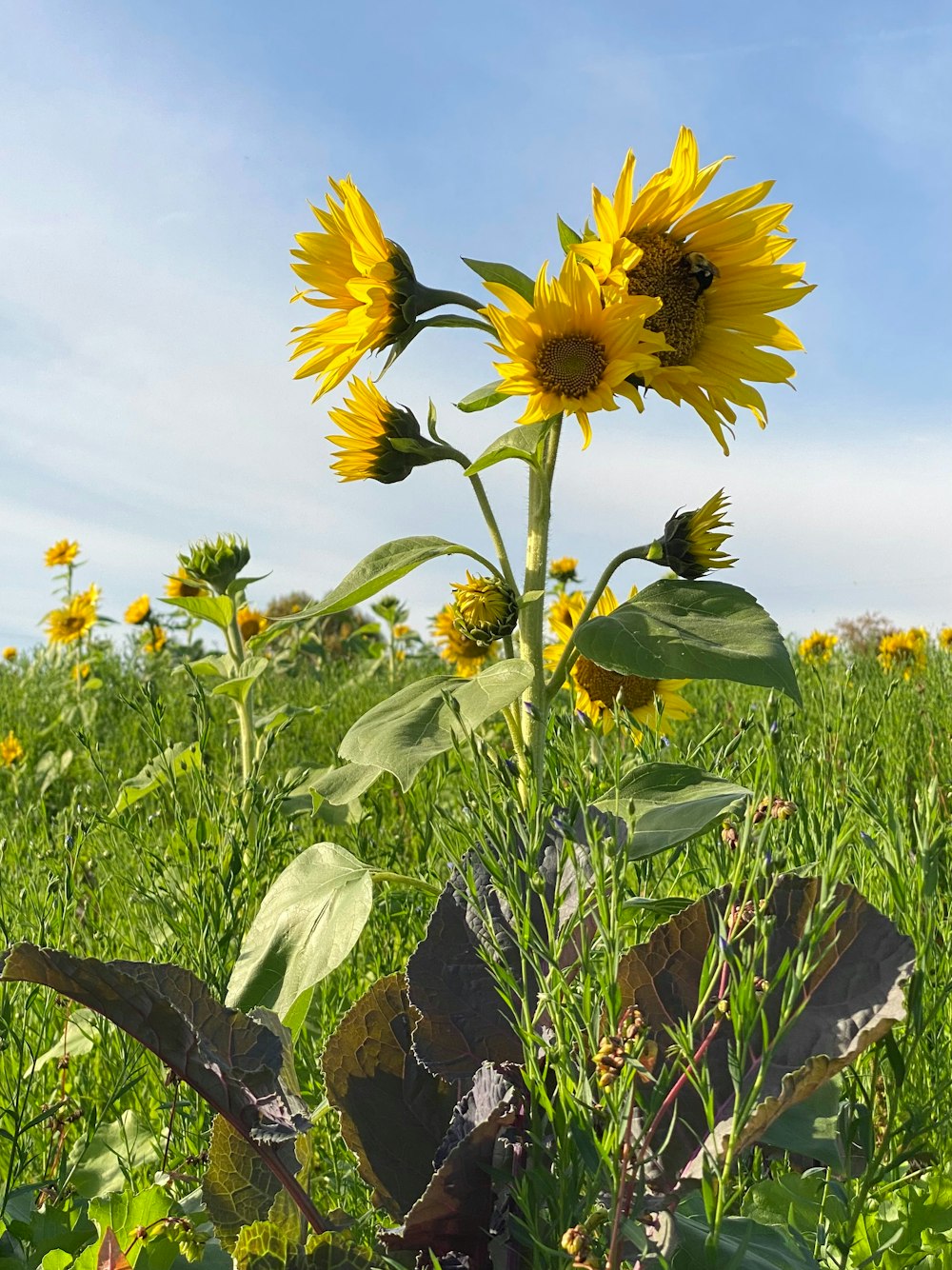 a field of sunflowers with a blue sky in the background