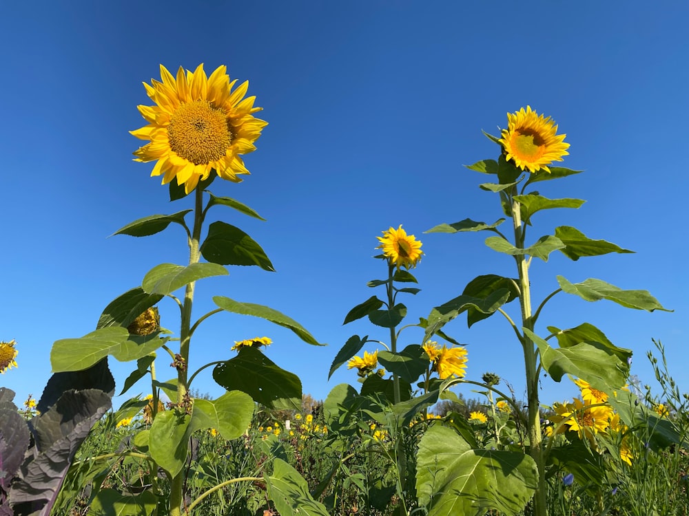 a field of sunflowers with a blue sky in the background