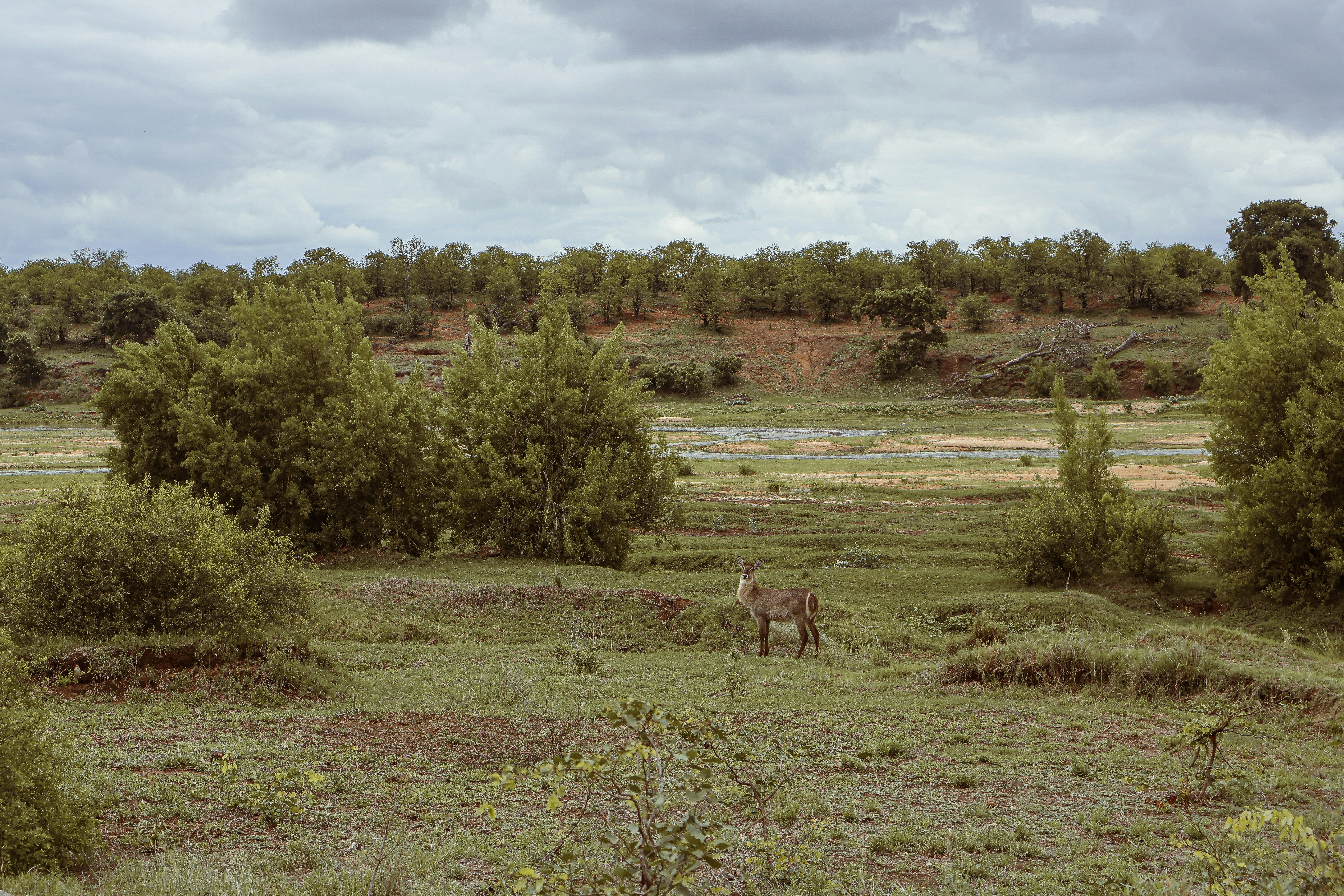 Habitat Fragmentation: Breaking the Connections (image credits: unsplash)