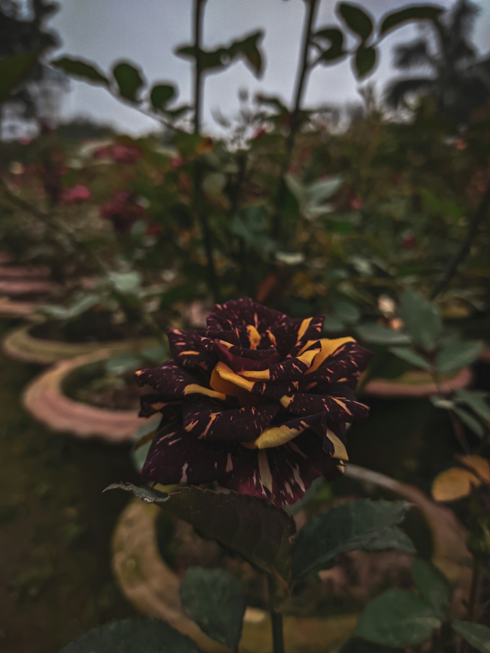 a purple flower with yellow stamens in a garden