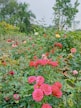 a bunch of flowers that are in the grass