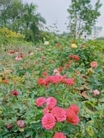 a bunch of flowers that are in the grass