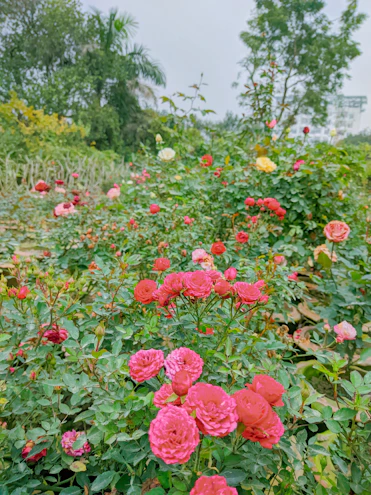 a bunch of flowers that are in the grass