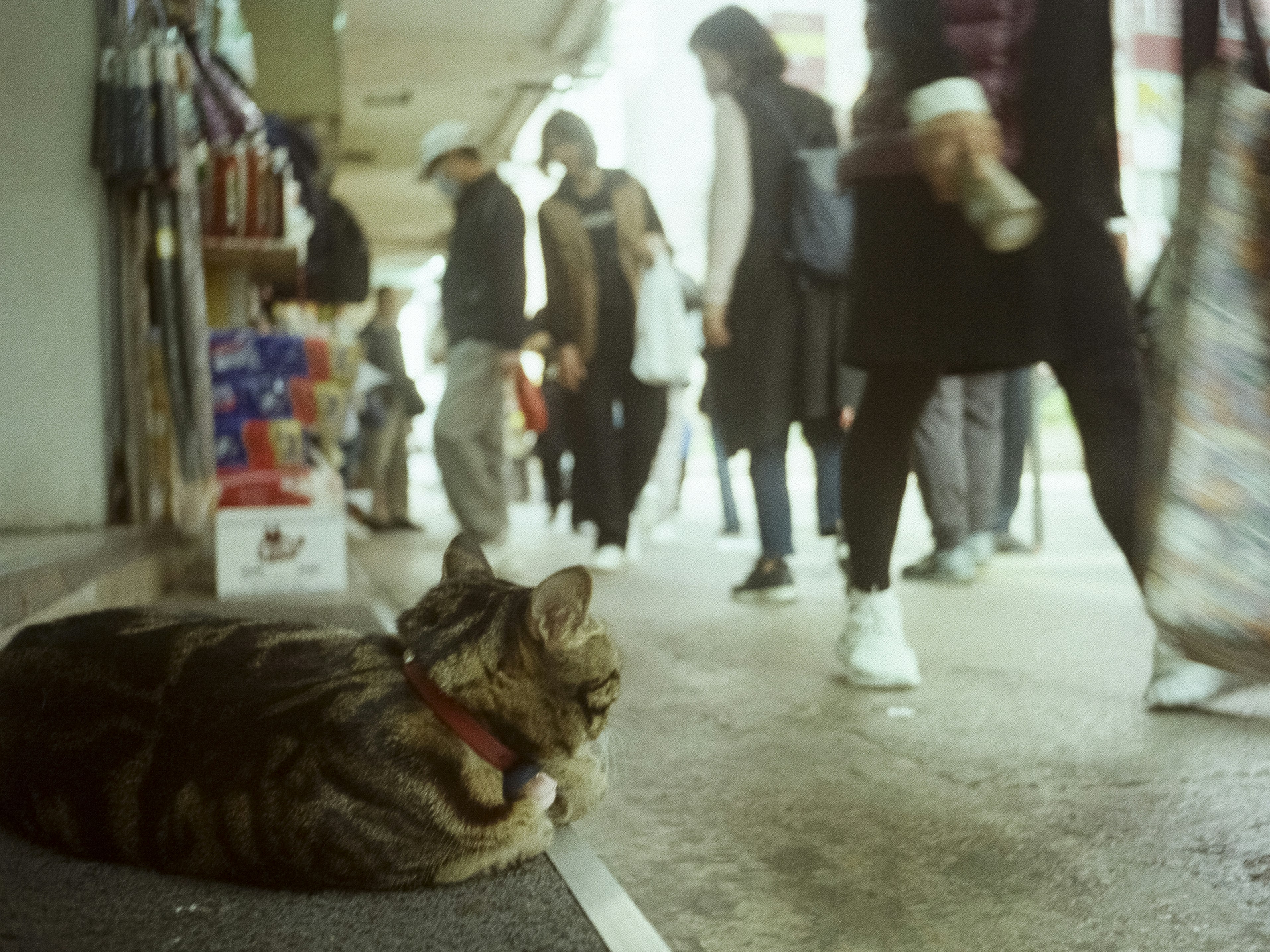 a cat that is laying down on the ground