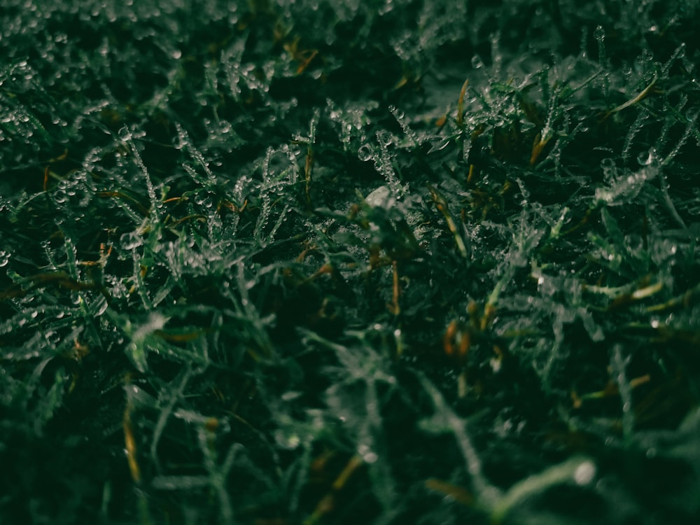 a close up of grass with drops of water on it