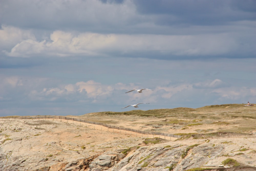 a couple of birds flying over a sandy beach