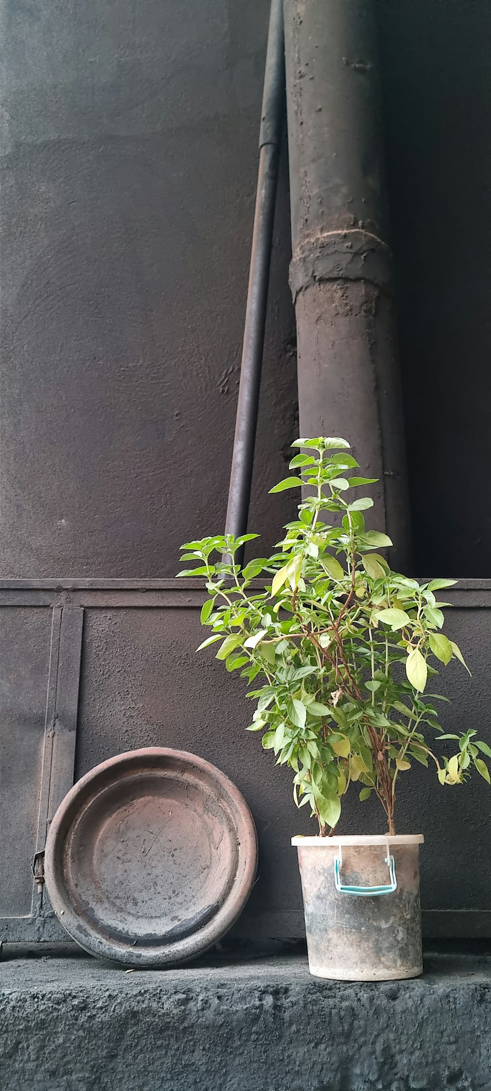 a potted plant sitting on a ledge next to a plate