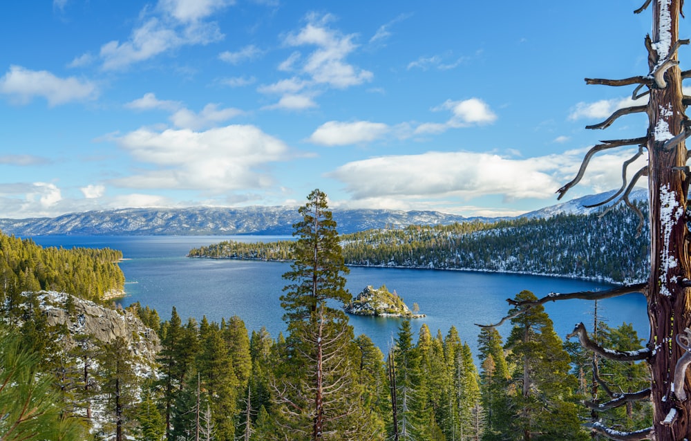 a view of a lake surrounded by pine trees