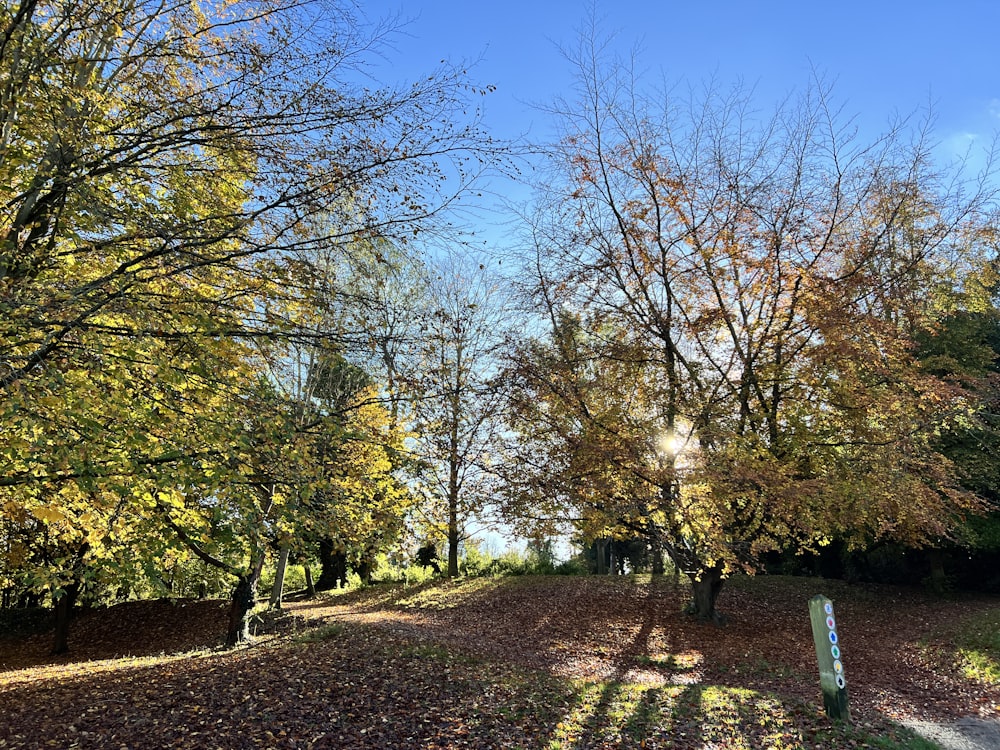 a park with trees and leaves on the ground