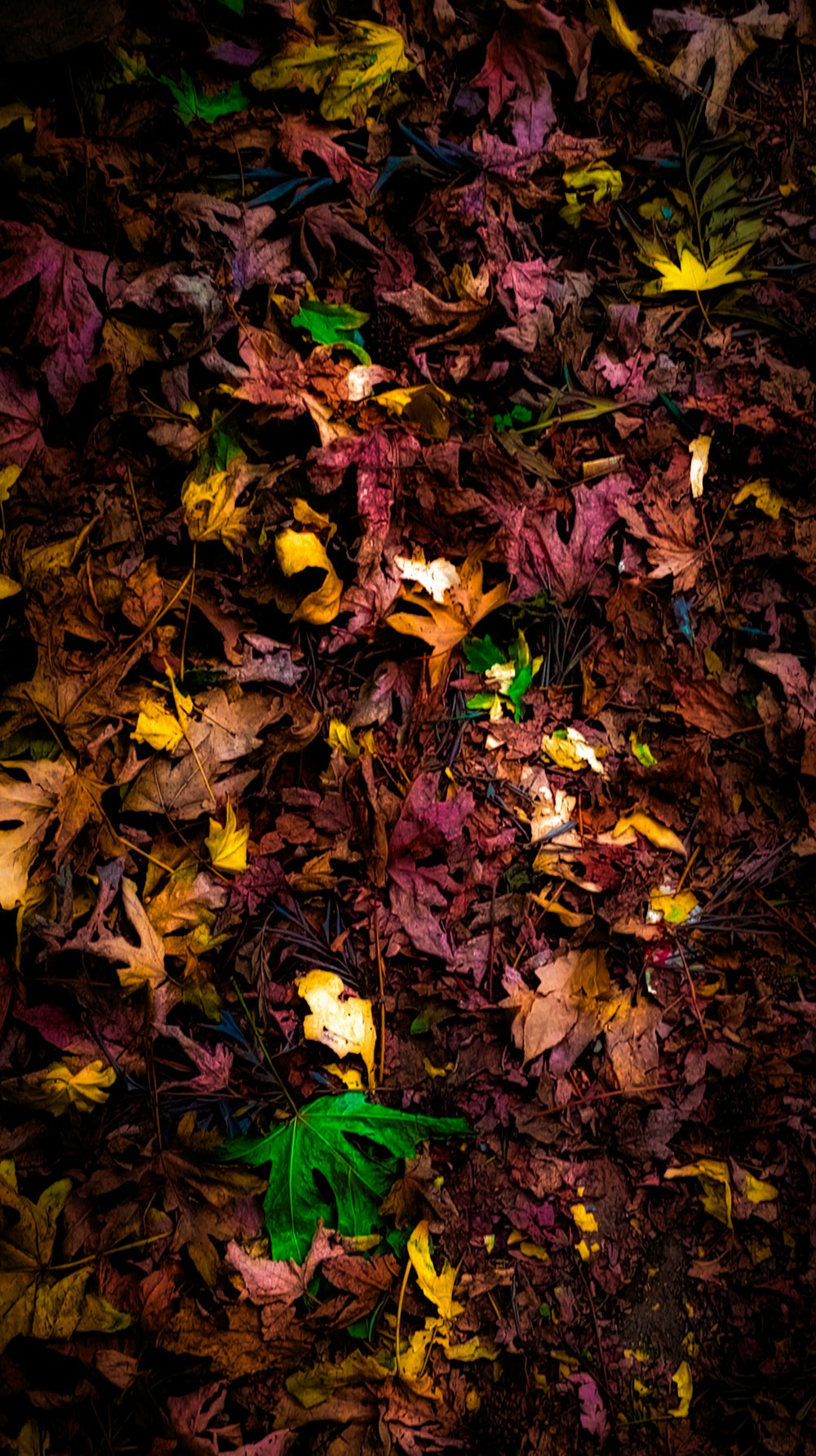 a bunch of leaves that are laying on the ground