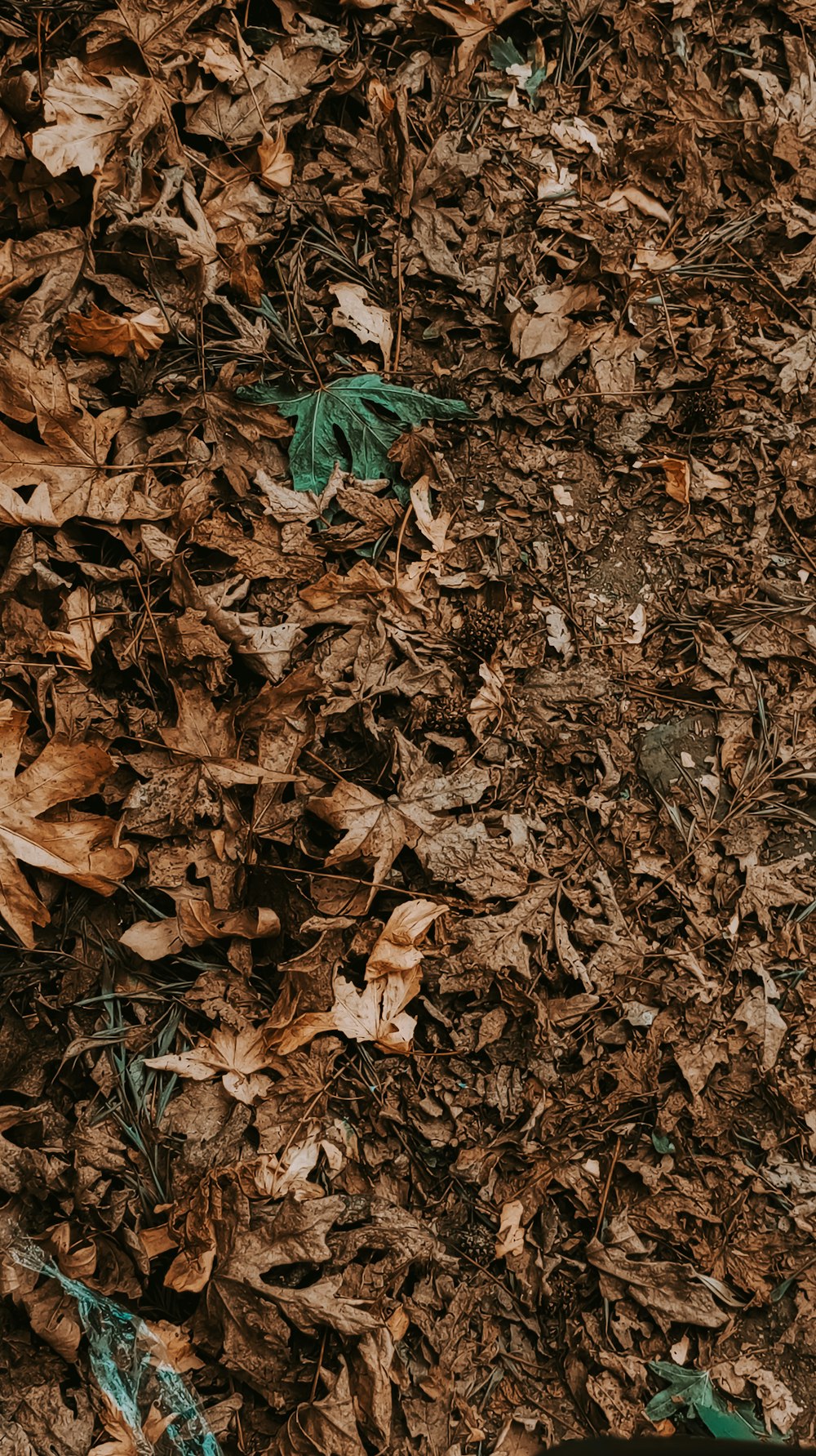 a pair of shoes sitting on top of a pile of leaves