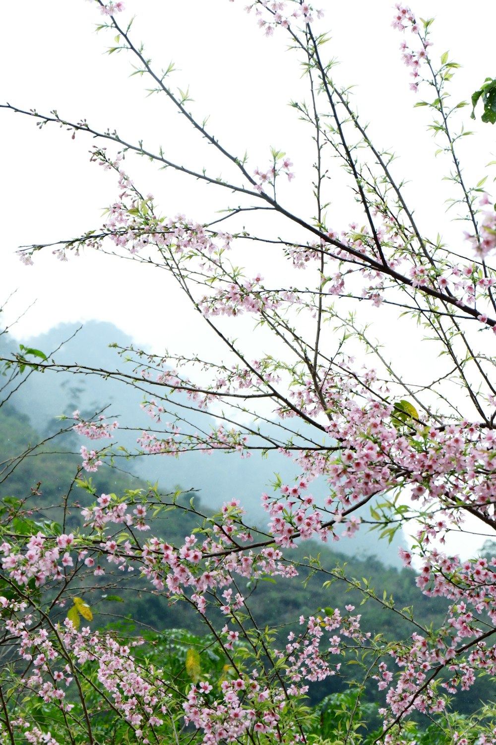 a tree with a bunch of pink flowers on it
