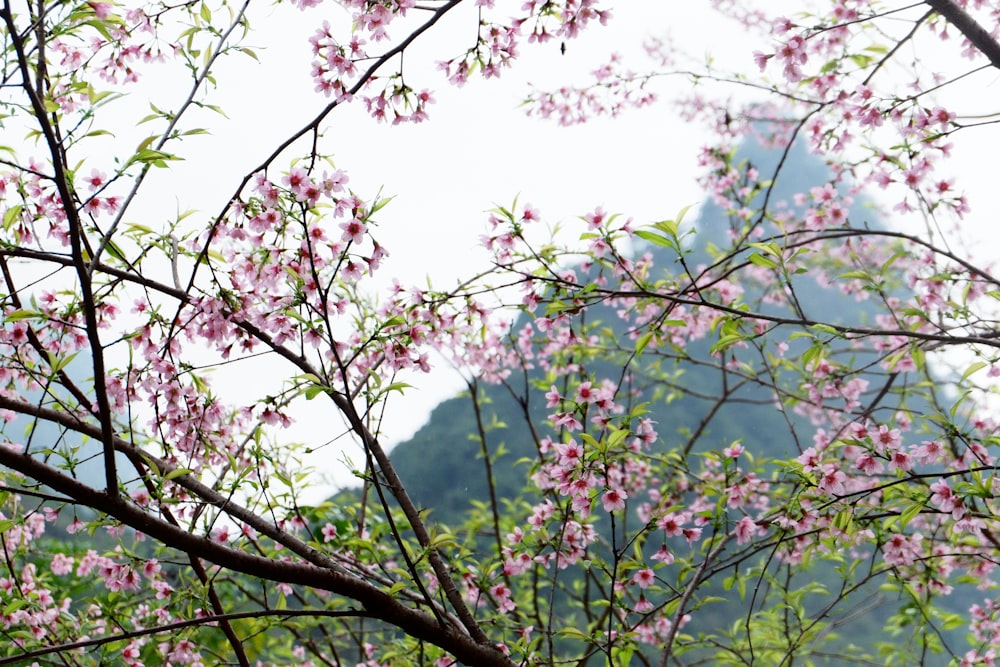 a tree with pink flowers in front of a mountain