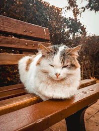 Veteriner klinikte muayene öncesi bankta dinlenen kedi