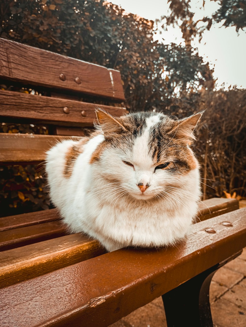 a cat that is laying down on a bench