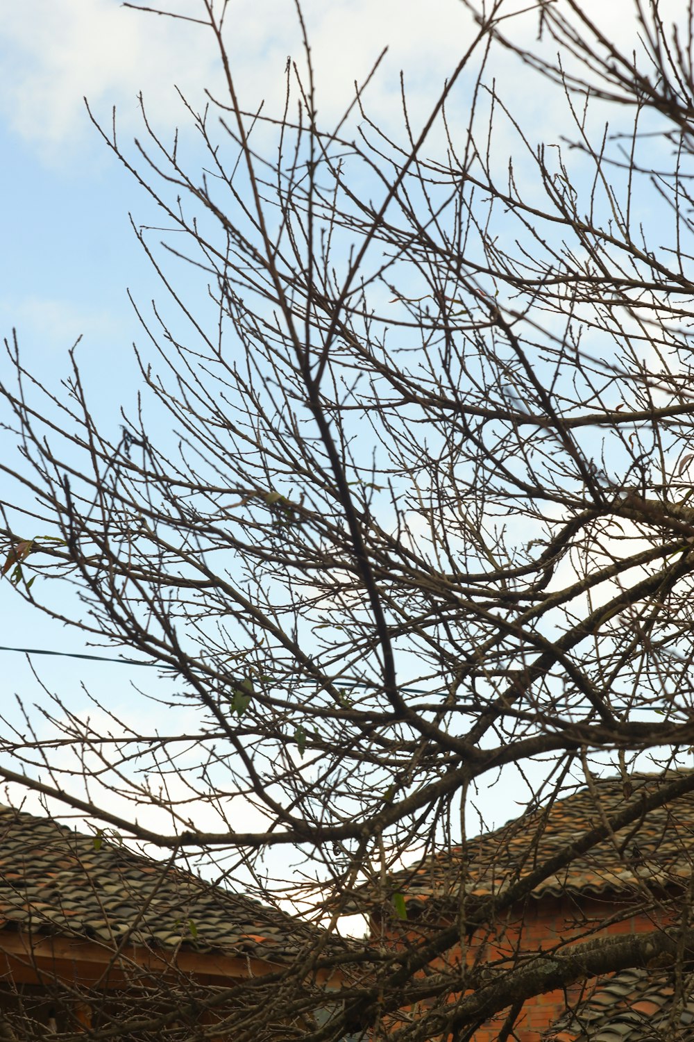 um pássaro empoleirado em cima de um galho de árvore